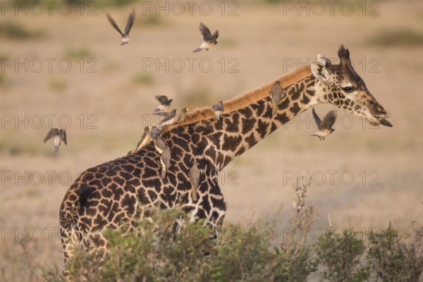 Africa, african, animal, background, beautiful, big, brindled, brown, camouflage, close-up,