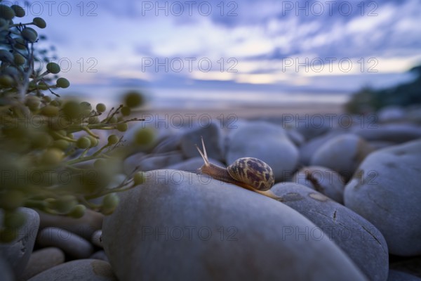 A periwinkle (Theba pisana) crawls over large stones on the beach of Vauville, France, towards a