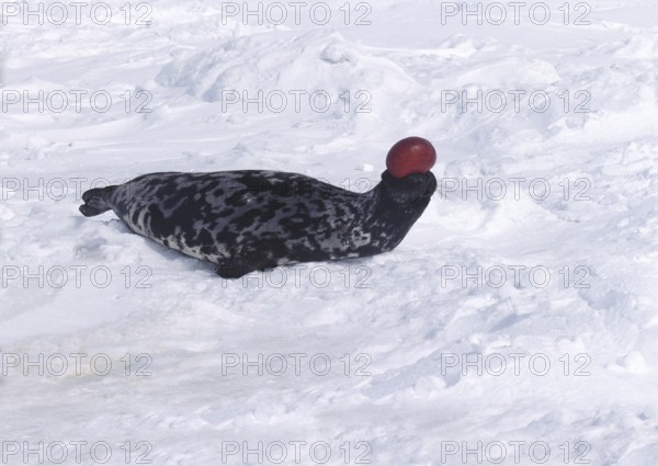 Hooded Seal (cystophora cristata), Male on Ice Floe, The hood and membrane are used for aggression