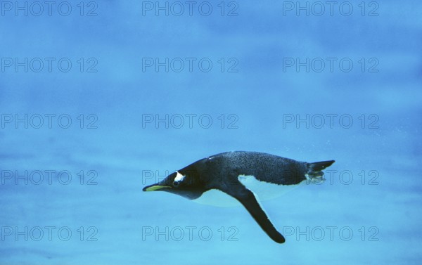 GENTOO gentoo penguin (pygoscelis papua), ADULT SWIMMING