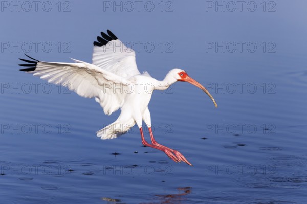 American white ibis (Eudocimus albus), Snow Ibis, White Ibis, Florida, USA, North America
