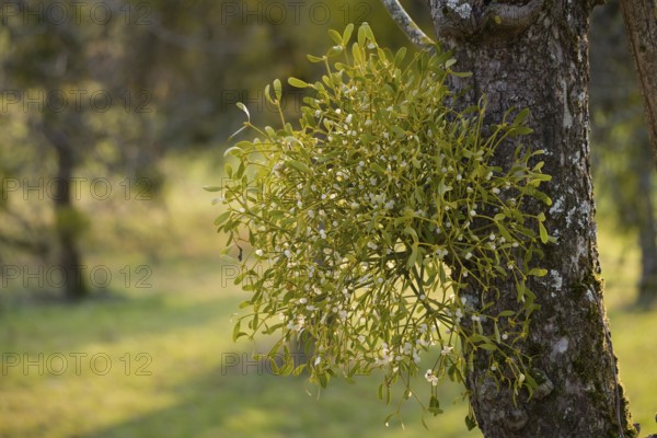 White-berried mistletoe (Viscum album), parasite, Schwäbisch Hall, Kochertal, Heilbronn-Franken,