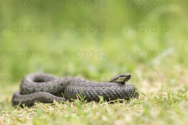 Smooth Snake (Coronella austriaca), Zillertal, Tyrol, Austria, Europe