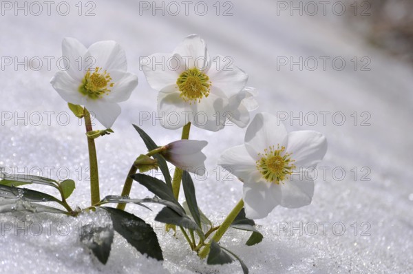 Snow Roses, Christmas Roses (Helleborus niger) in the Snow, Thaw