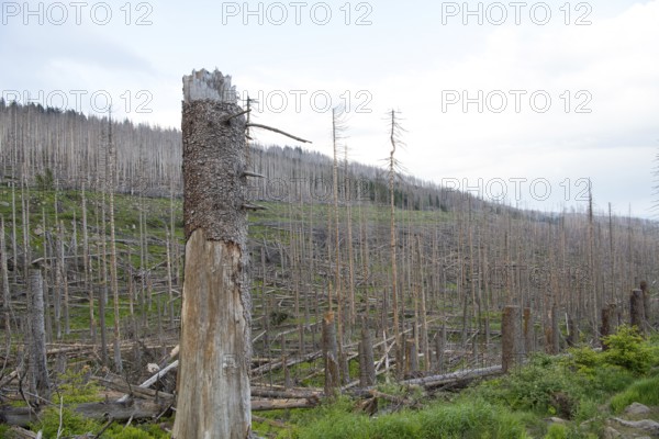 Spruce monoculture, standing and lying dead spruces after bark beetle infestation at the Brocken,