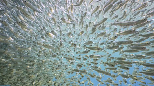 Large shoal of small brightly fishes Hardyhead Silverside swimming on camera in blue water on