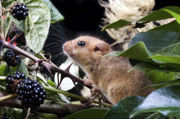 COMMON hazel dormouse (muscardinus avellanarius), ADULT IN BRAMBLE, NORMANDY IN FRANCE