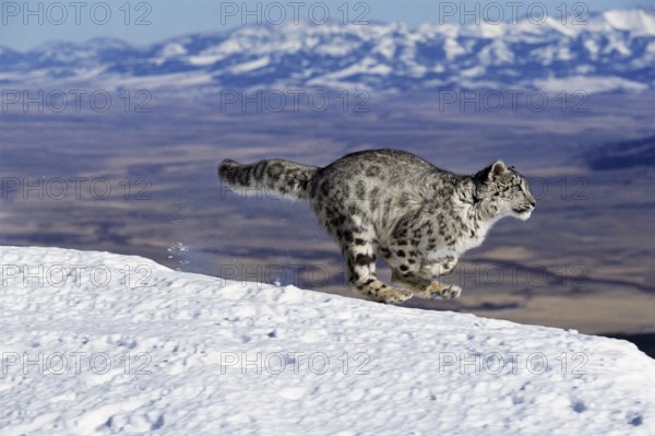 Snow Leopard or Ounce, uncia uncia, Portrait running on Snow