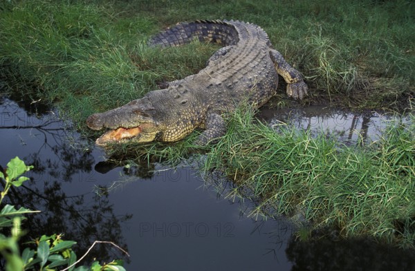 Australian Saltwater Crocodile (crocodylus porosus) or Estuarine Crocodile, Adult with Open Mouth