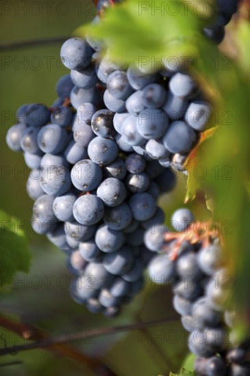 Red grapes on the vines of Villany (Villany) vineyards, Hungary, Basacsony, Balaton, Hungary,
