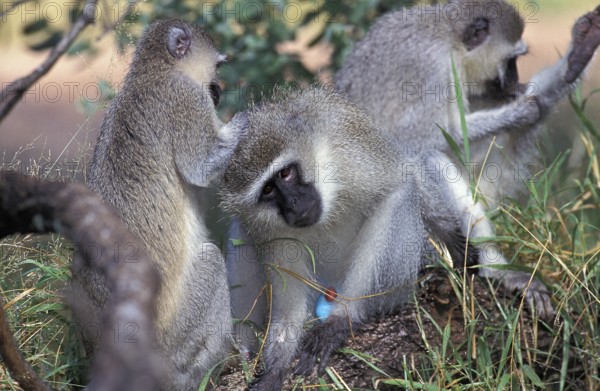 VERVET MONKEY (cercopithecus aethiops), GROUP GROOMING, KENYA