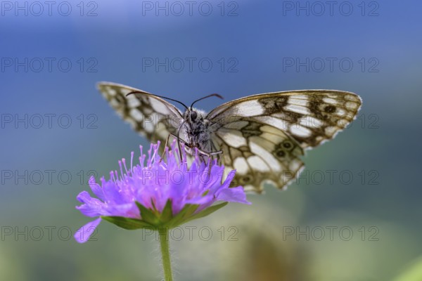 Marbled white (Melanargia galathea), Bressanone, South Tyrol, Italy, Europe