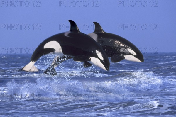 Orcas, killer whales (Orcinus orca), orcas (animals) (outside) (outdoor) (side) (adult) (movement)