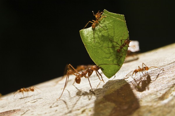 Leaf cutter ants carry leaf piece (Atta cephalotes), ant, ants, Costa Rica, Central America
