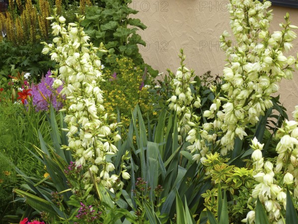 Yucca flowering in the garden, yuccas (Yucca), Yuccas
