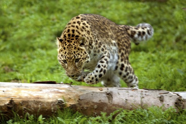 Amur amur leopard (panthera pardus orientalis), adult jumps over tree trunk