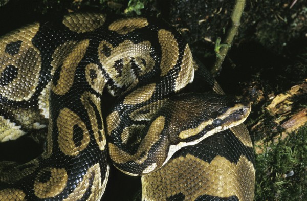 Royal Python (python regius), Adult