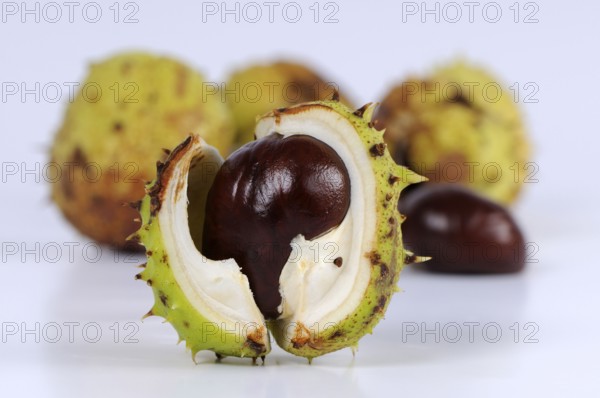 Horse chestnut (Aesculus hippocastanum), chestnut tree