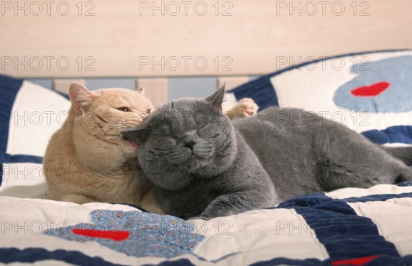 British Shorthair Cat, tomcats, blue and cream, on bed, British shorthair cats, tomcats, blue and