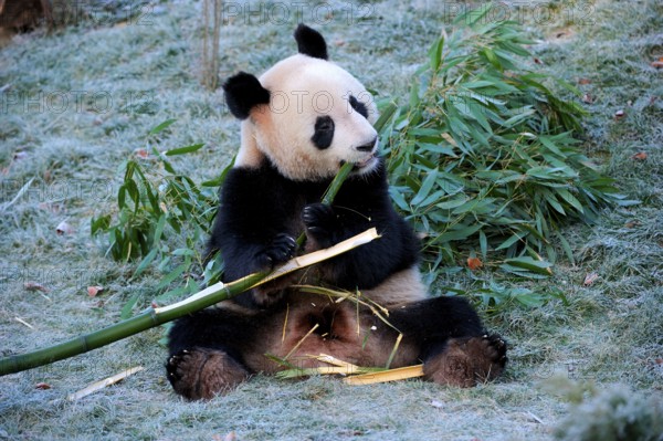 Giant Panda (Ailuropoda melanoleuca) eats bamboo, bamboo bear