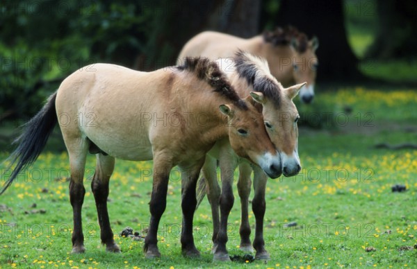 Przewalski's horses (Equus przewalskii), pair