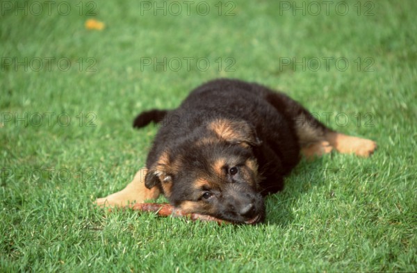 German Shepherd, puppy, 8 weeks old, gnawing on branch, German Shepherd, Alsatian, puppy, 8 weeks