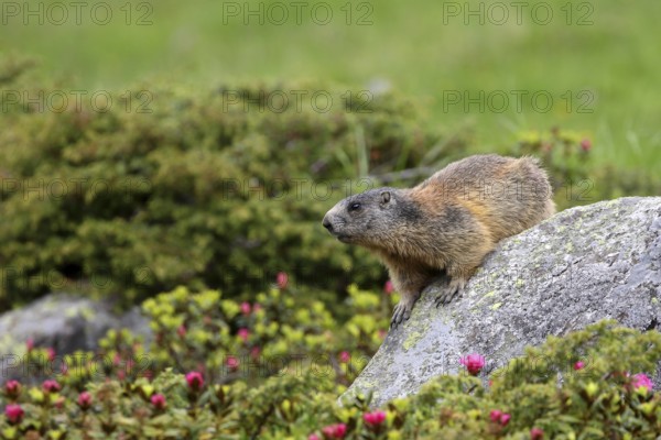 Marmot