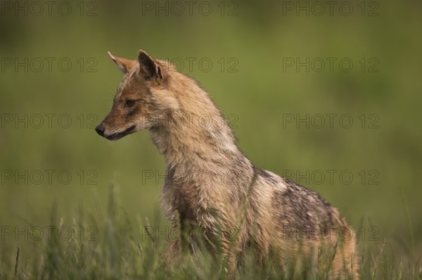 A golden jackal sits lurking in a meadow in the side view