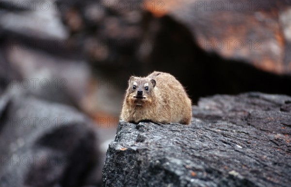 Cape rock hyrax, Procavia capensis, South Africa, Tsitsikamma National Park, Otter trail, Africa