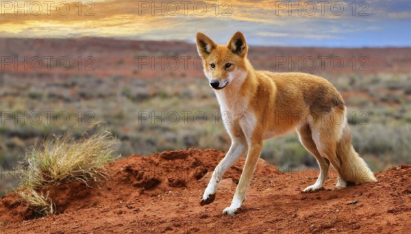KI generated, animal, animals, mammal, mammals, biotope, habitat, one, single animal, foraging,