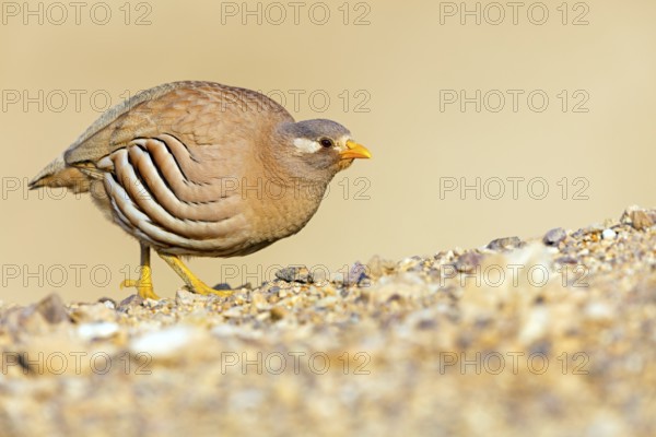 Arabian Partridge, Sand Partridge, (Ammoperdix heyi), Perdrix de Hey, Perdiz Desértica, Israel,