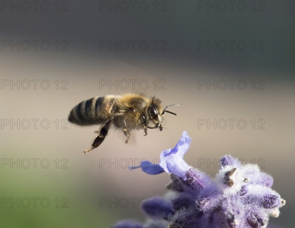 Close up of Honey Bee flying to purple flower
