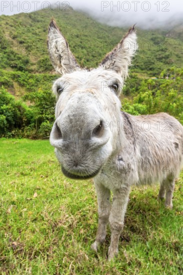 Donkey during Salkantay Trekking in Peru, South America