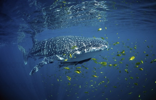 Whale shark, Rhincodon thypus, USA, Haiwaii, Pacific Ocean, North America