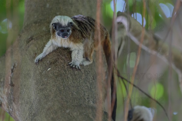 A monkey perched on a tree branch surrounded by green leaves, looking alert in a natural setting,