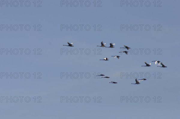 Australian black swans, Cygnus atratus, over Lake Haupiri, West Coast, South Island, New Zealand,