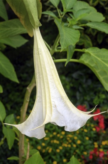 White angel's trumpet (Brugmansia), Allgäu, Bavaria, Germany, Europe
