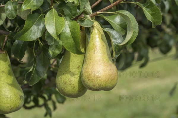Pear (Pyrus communis 'Concorde'), Bundessortenamt Prüfstelle Wurz, Germany, Europe
