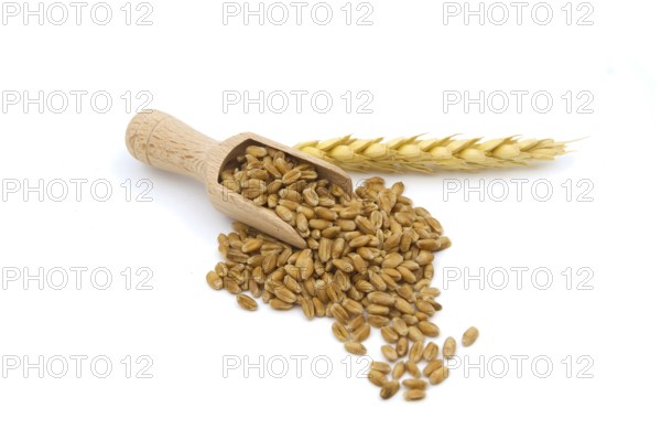 Wheat grain seeds spilling from wooden scoop near to ripe wheat ears over white background with