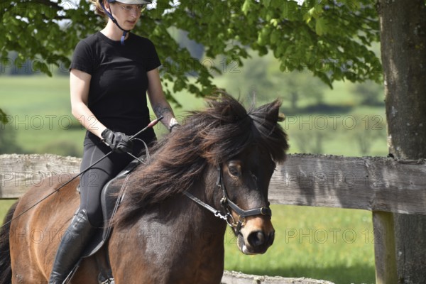 Partial view of rider and Icelandic horse during training on the oval track in the tölt gait with