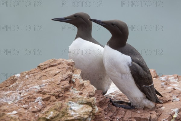 Guillemot