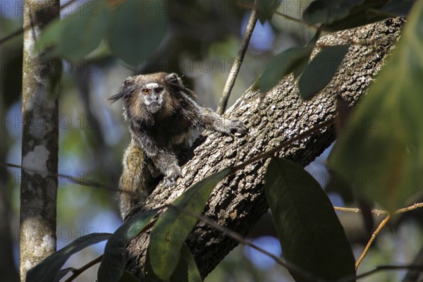 Black tailed marmoset sitting on a tree trunk, facing, Chapada Diamantina, Brazil, South America