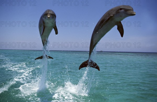 Bottlenose Dolphin (tursiops truncatus), Adults Leaping, Honduras, Central America