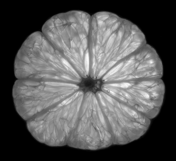 Lemon slice in transmitted light, studio shot, black and white photo, Germany, Europe
