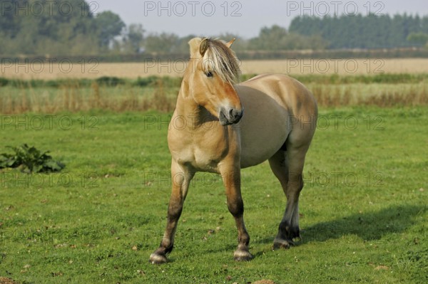 Norwegian Fjord Horse