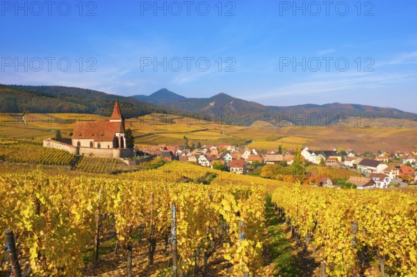 Autumn vineyards around the church of Hunawihr, Alsace, France, Europe