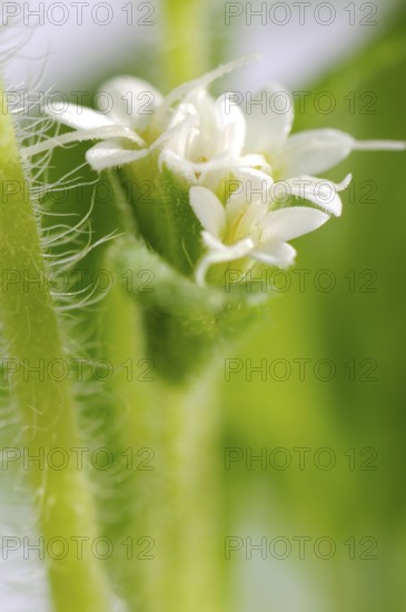 Sweet herb, sugar leaf (Stevia rebaudiana), sugar plant