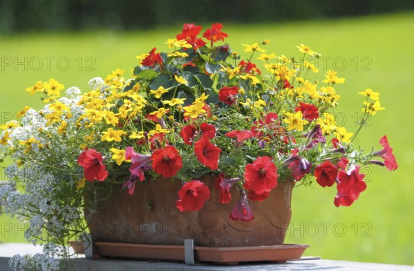 Various flowers blooming in the flower box, rose garden in Oberderdingen