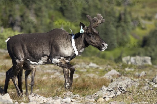 Caribou (Rangifer tarandus caribou), ear tag, female with radio collar, Mount Jacques Cartier,