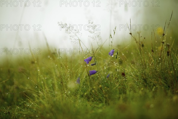 Alpine meadow with gentian and cr